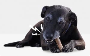 Senior Pet health